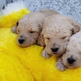 Goldendoodles and Sheepadoodles from Golden Breeds