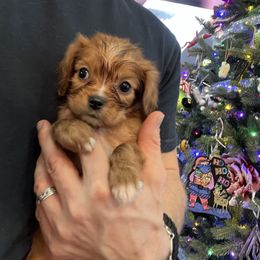 Cavalier King Charles Spaniel and Cavapoo Puppies from Texas Cavalier King Charles Spaniels Manard Enterprises