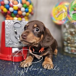 WSN1-2 - Chocolate and tan female Dachshund puppy in Martin City, Montana from FleuryDachs