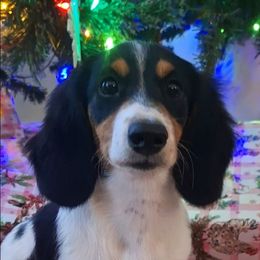 Lilian - Piebald female Dachshund puppy in Surprise, Arizona from Codie's Dachshunds