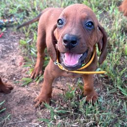 Cali - Red female Redbone Coonhound puppy in Mount Pleasant, Texas from Harmons Hounds