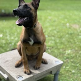 Whiskey - Belgian Malinois