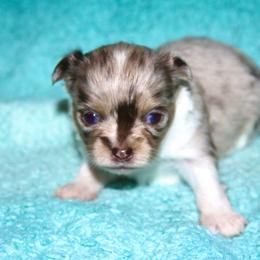 Boy 3 - Merle male Chihuahua puppy in Madill, Oklahoma from Tiddlewink Chi's