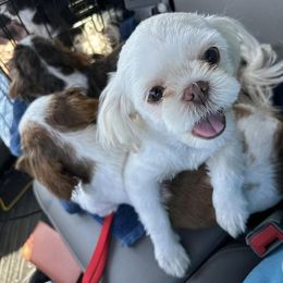 Shih Tzus from Double D Dogs