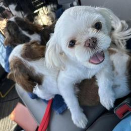 Shih Tzus from Double D Dogs