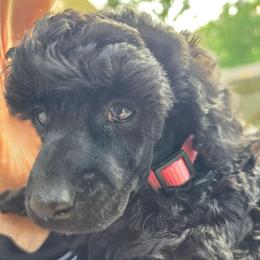 Francesca - Black female Poodle puppy in Hartselle, Alabama from Phare Poodles