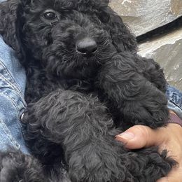 Jackson - Black male Labradoodle puppy in Chewelah, Washington from Northwest Sporting Doodles