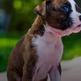 Boxer Puppies from CK Boxers