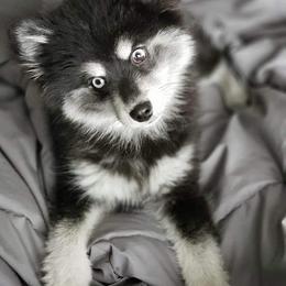 Pomsky Puppies from SD Pomskies