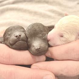 Poodle puppies from Fido Dei Poodles