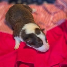 Valor - Tri-color male Border Collie puppy in Watsontown, Pennsylvania from Kate Gresham
