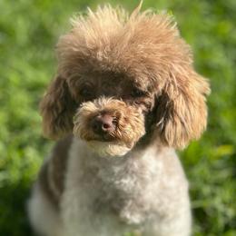 Penny - Poodle