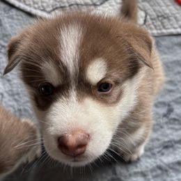 Coconut Cream - Red and white Siberian Husky puppy in Aberdeen, Washington from Shaffer Family Farm