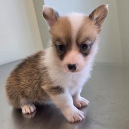 Male 1 - Red male Pembroke Welsh Corgi puppy in Unicoi, Tennessee from East Tennessee Clark Corgis