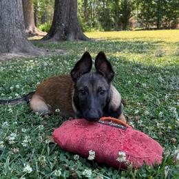 Artak's Home Savannah - Red female Belgian Malinois puppy in Monroe, North Carolina from Artaks Home Malinois