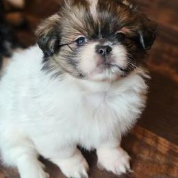 Vanilla Bean - White female Tibetan Spaniel puppy in Vancouver, Washington from Trillium Tibetan Spaniels