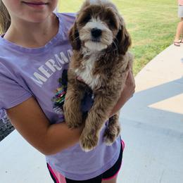 Goldendoodle Puppies from Martin’s Doodles