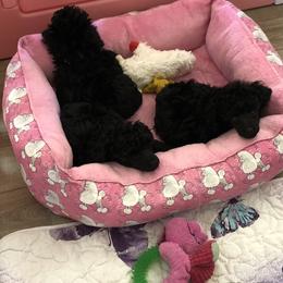 Poodle Puppies from Karamba Toy Poodles