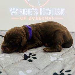 Girl 4 - Red and rust female Doberman Pinscher puppy in Bargersville, Indiana from Webb’s House of Doberman LLC