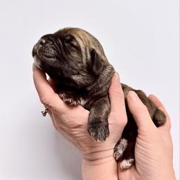 Fawn male 1 - Fawn male Cane Corso puppy in Florence, Texas from Wilco Cane Corso