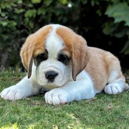 Orange Collar - Brown and white female Saint Bernard puppy in New York from Johnson Farms