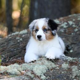 Australian Shepherd Puppies from Clover Creek Aussies