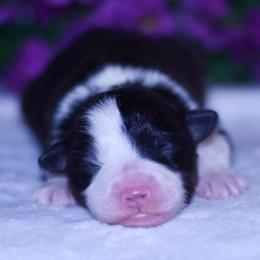 Puddles - Black tri-color female Australian Shepherd puppy in Easton, Missouri from MMA Kennel