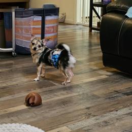 Rosco - Merle male Chihuahua puppy in Meridian, Oklahoma from Crazy Love Kennels