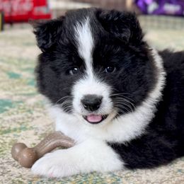 Collies and Companion Crosses from Dreamdale Companions