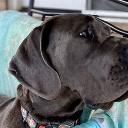Willow  - Great Dane