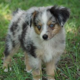 Miniature Australian Shepherds and Toy Australian Shepherds from Caprock Mini & Toy Aussies