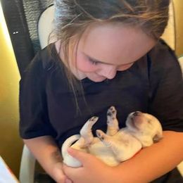 Golden Retriever Puppies from Golden Dust Retrievers