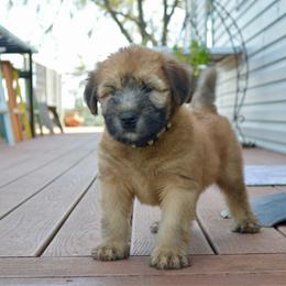 Spruce - Wheaten male Soft Coated Wheaten Terrier puppy in Kirksville, Missouri from Ironwood Ridge Kennels