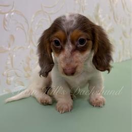 Gracie - Piebald female Dachshund puppy in Jonesboro, Illinois from Twin Hills Dachshunds