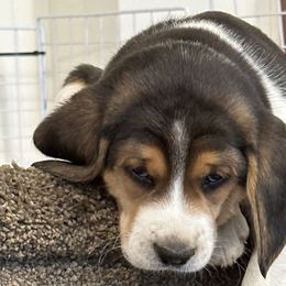 Diamond - Beagle puppy in Hillsboro, Oregon from Willamette Valley Beagles