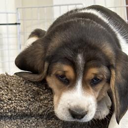 Diamond - Beagle puppy in Hillsboro, Oregon from Willamette Valley Beagles