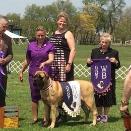 Mastiff and Nova Scotia Duck Tolling Retriever All Grown Up from Coopers Mastiffs