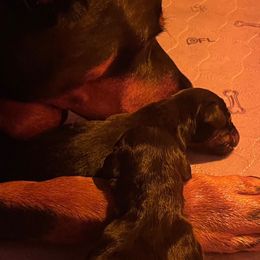 Doberman Pinscher Puppies from TeatreeDoberman