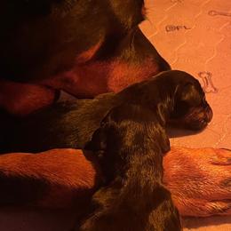 Doberman Pinscher Puppies from TeatreeDoberman