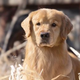 Golden Retrievers and Havanese from TeddyBear Goldens and Confetti Havanese