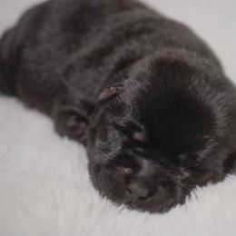 Clove - Black female Labrador Retriever puppy in Ridgecrest, California from Black Mountain Service Dogs