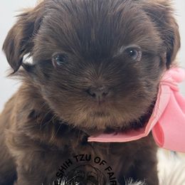 Josie - Liver female Shih Tzu puppy in Indiana from Divine Shih Tzu of Fairland