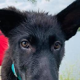 German Shepherd Puppies from Legacy K9’s