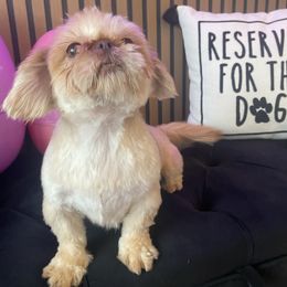 Roscoe - Shih Tzu