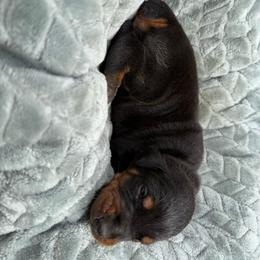 Boy 1 - Black and rust male Doberman Pinscher puppy in Elgin, Texas from New Horizons Kennels