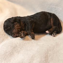 Boy 4 - Phantom male Bernedoodle puppy in Anchorage, Alaska from Cascade Country Doodles