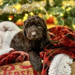Blitzen - Chocolate male Labradoodle puppy in Candler, North Carolina from Maple Bakin’ Doodles