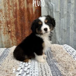 Miniature Australian Shepherd Puppies from Wild Outlaw Aussies