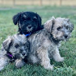 Miniature Schnauzer Puppies from LJ Mini Schnauzers