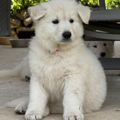 Berger Blanc Suisse and German Shepherd Puppies from Scenic Creek German Shepherds and White Swiss Shepherds